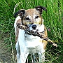 Parson._ Jack_ Russell_ Terrier4(2)